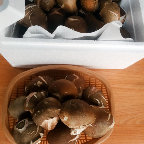 참송이버섯(중품) 1kg