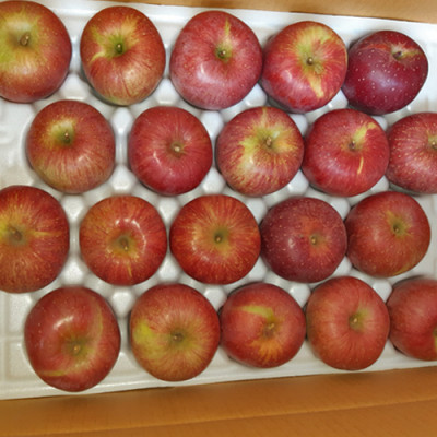 [고향농장] 부사 사과 10kg (40과)